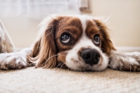 Dogoterapia, czyli terapeutyczne wykorzystanie kontaktu z psem